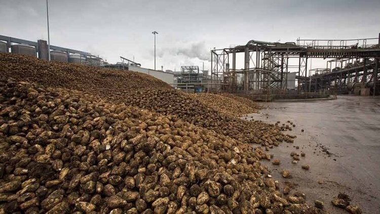 Setting up a Sugar Beet Processing Plant Project Report: Industry Trend and Business Plan