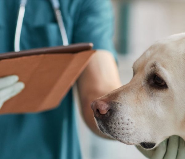 Why Silverado Veterinary Hospital is the Best Veterinary Clinic in Calgary